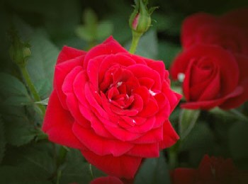 June Rose.jpg